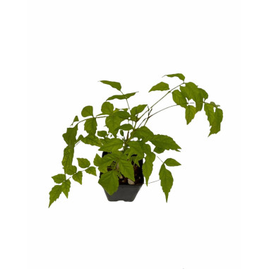 Pianta Bignonia Grandiflora Vaso 7cm-Pianta Rampicante|Mondo Piante