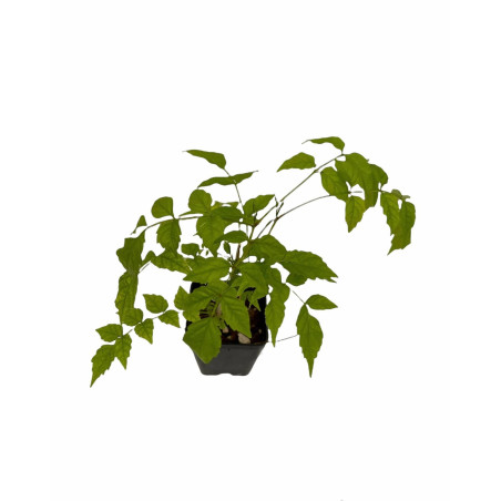 Pianta Bignonia Grandiflora Vaso 7 cm | Mondo Piante