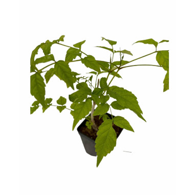 Pianta Bignonia Grandiflora Vaso 7cm-Pianta Rampicante|Mondo Piante