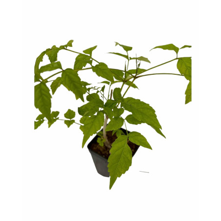 Pianta Bignonia Grandiflora Vaso 7 cm | Mondo Piante