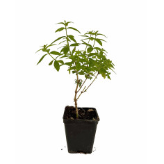 Pianta Citronella (Lippia Citriodora) Vaso 7 cm | Mondo Piante 2