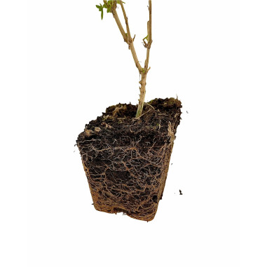 Pianta di Citronella in Vaso 7cm - Piante Aromatiche | Mondo Piante