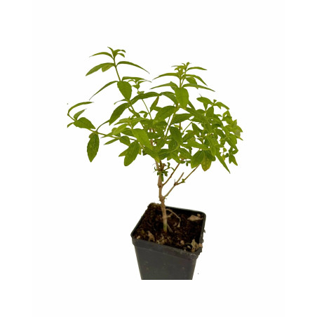 Pianta Citronella (Lippia Citriodora) Vaso 7 cm | Mondo Piante
