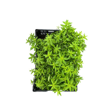 Pianta di Citronella in Vaso 7cm - Piante Aromatiche | Mondo Piante