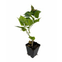 Pianta Bouganvillea in Vaso 7cm