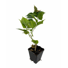 Pianta Bouganvillea Vaso 7 cm | Mondo Piante