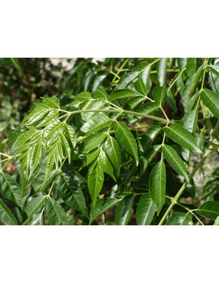 Pianta di Melia 7cm-Vendita Alberi da Giardino OnLine|Mondo Piante