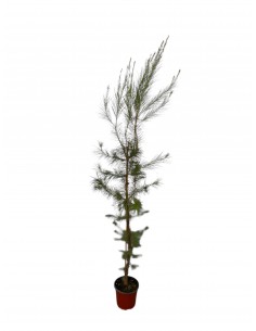 copy of Quercus ilex tree
