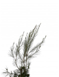 copy of Quercus ilex tree 2