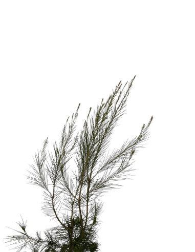 Vendita Astone di Pino - Alberi da Giardino OnLine|Mondo Piante