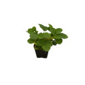 Pianta Fragola in Vaso 7cm