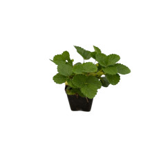 Kit 5 Piante Fragola Vaso 7 cm | Mondo Piante