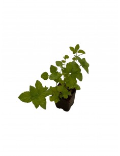 5 Piante Menta Arancio in...