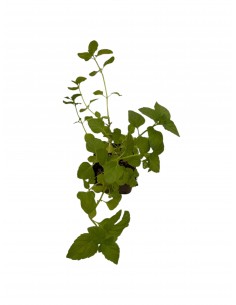 copy of Ice Mint Plant 2