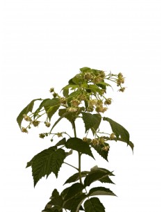 Albero di Lampone 1 Anno 2
