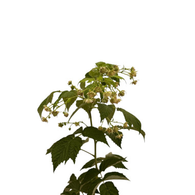 On-line Sale of the Raspberry Tree-Fruit Trees |Mondo Piante