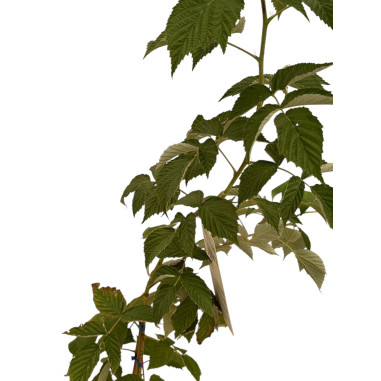 On-line Sale of the Raspberry Tree-Fruit Trees |Mondo Piante