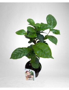 Tea  Plant (Camelia sinensis)