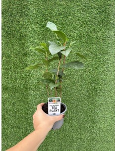 Tea  Plant (Camelia sinensis) 2