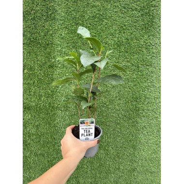 Vendita Pianta del Tè -Piante verdi Online| Mondo Piante