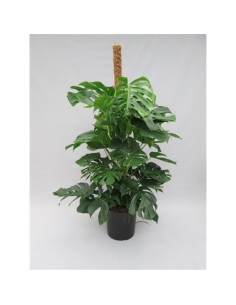 Pianta Monstera other...