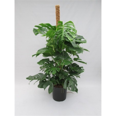 Vendita Pianta Monstera Mosspole -Piante Verdi Online | Mondo Piante