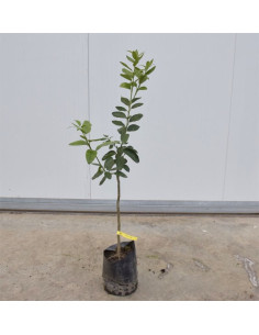 Albero di Lime 3 Anni (140 cm) | Vendita Agrumi Online | Mondo Piante