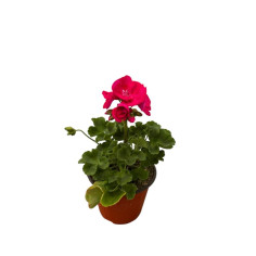 Vendita Pianta di Geranio Vaso 14 Online | Mondo Piante