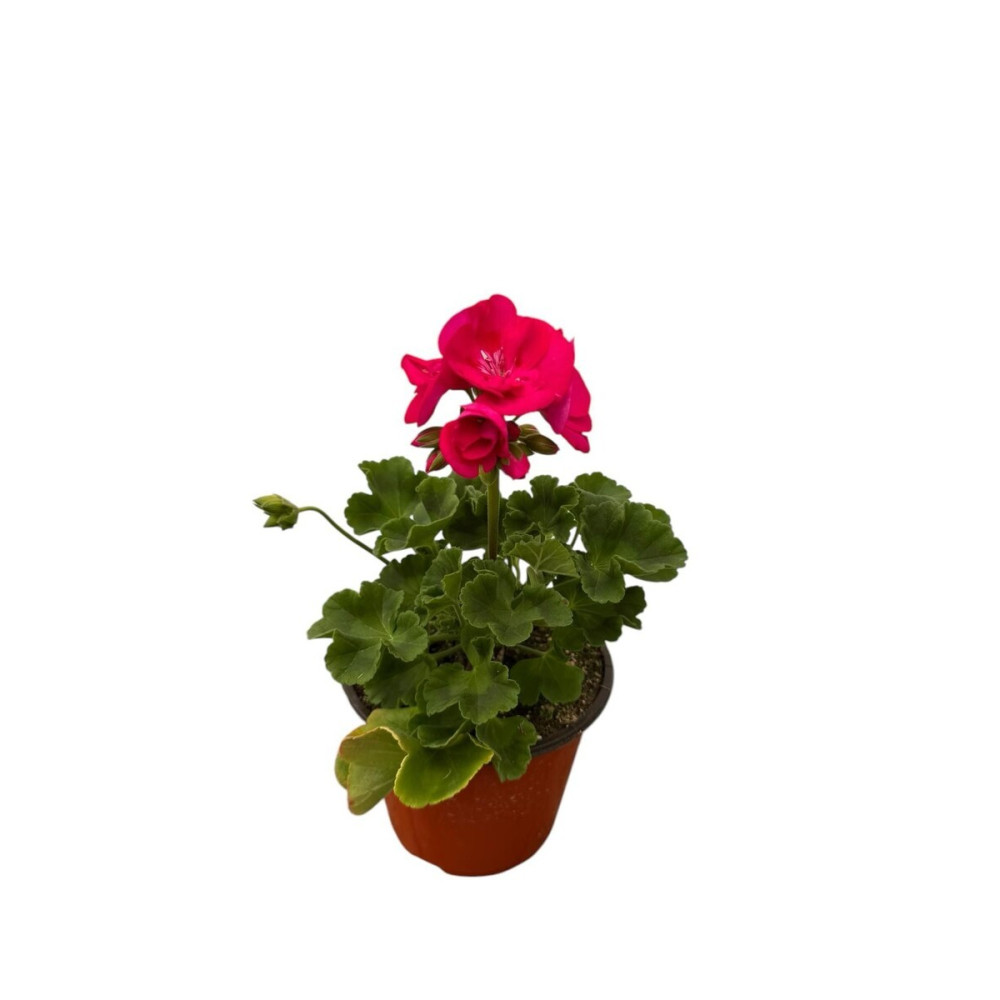 Mix Di 3 Tillandsie (Piante Arie) – Piante D'Appartamento Facili Da Curare, Perfette Per Terrario E Casa Vivaio, Altezza 5-25 Cm