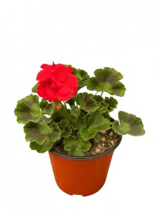 Pianta di Geranio Vaso 14cm... 2