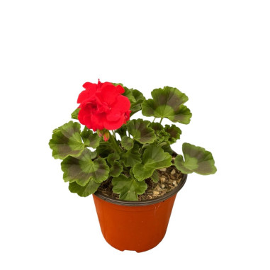 Pianta Geranio - Vendita Piante Fiorite | Vivaio Mondo Piante