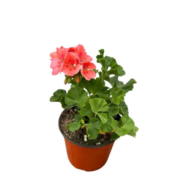 Pianta Geranio - Vendita Piante Fiorite | Vivaio Mondo Piante
