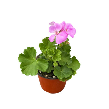 Pianta Geranio - Vendita Piante Fiorite | Vivaio Mondo Piante