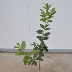 Albero di Lime H. 140cm 3... 2