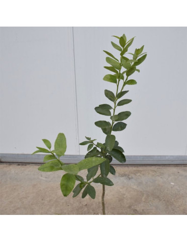 Vendita Albero di Lime 3 Anni- Alberi di Agrumi OnLine | Mondo Piante