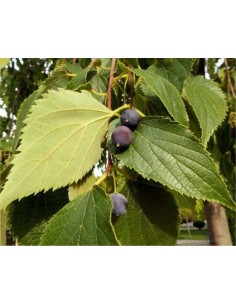 Celtis Australis Seeds