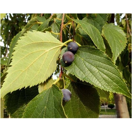 Vendita Semi di Celtis Australis-Semi Particolari OnLine|Mondo Piante