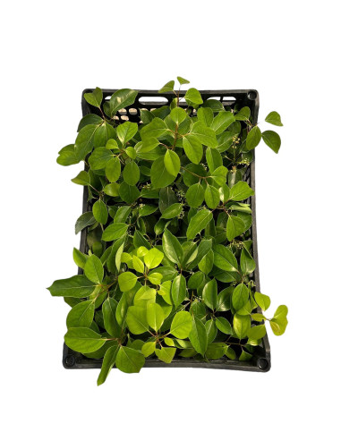 Vendita Pianta Camphora Vaso 7cm-Pianta Da Cespuglio |Mondo Piante