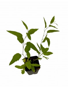 Pianta di Solanum... 2