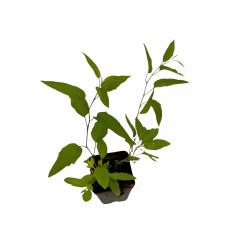 Pianta Solanum Rantonnetti Vaso 7 cm | Mondo Piante 2
