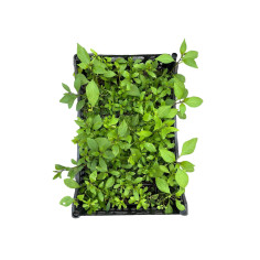 Pianta Solanum Rantonnetti Vaso 7 cm | Mondo Piante