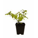 copy of Plumbago Plant