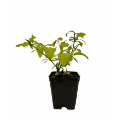 Pianta Plumbago Gelsomino Azzurro Vaso 7 cm | Mondo Piante