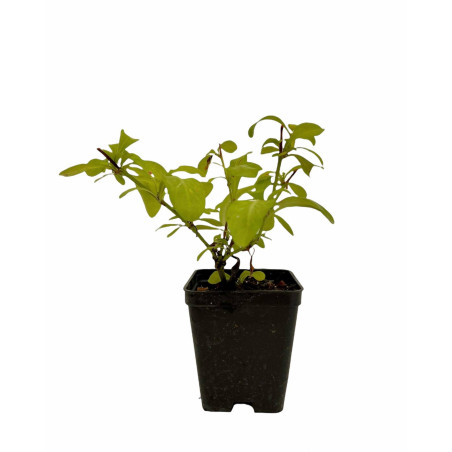 Pianta di Plumbago in Vaso 7cm - Piante Rampicanti | Mondo Piante