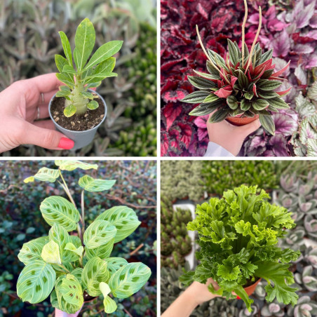 Vendita Box Piante Verdi Facili da Curare - Piante Verdi|Mondo Piante