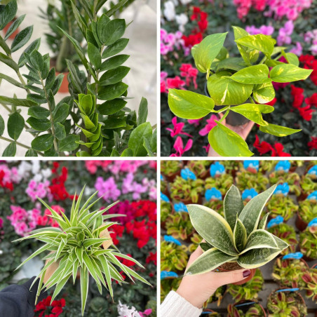 Vendita Box Piante Purificatrici d’Aria - Piante Verdi|Mondo Piante