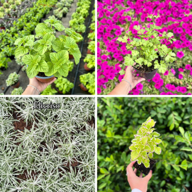 Kit Piante Aromatiche Vere per Orto e Balcone | Mondo Piante