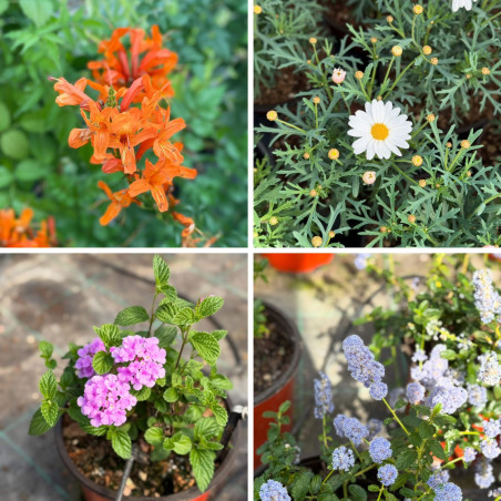 Vendita Box Piante da Cespuglio - Piante da Cespuglio|Mondo Piante