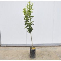 Albero di Clementino 3...