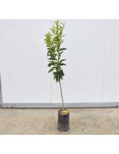 Albero di Clementino 3 Anni | Mondo Piante